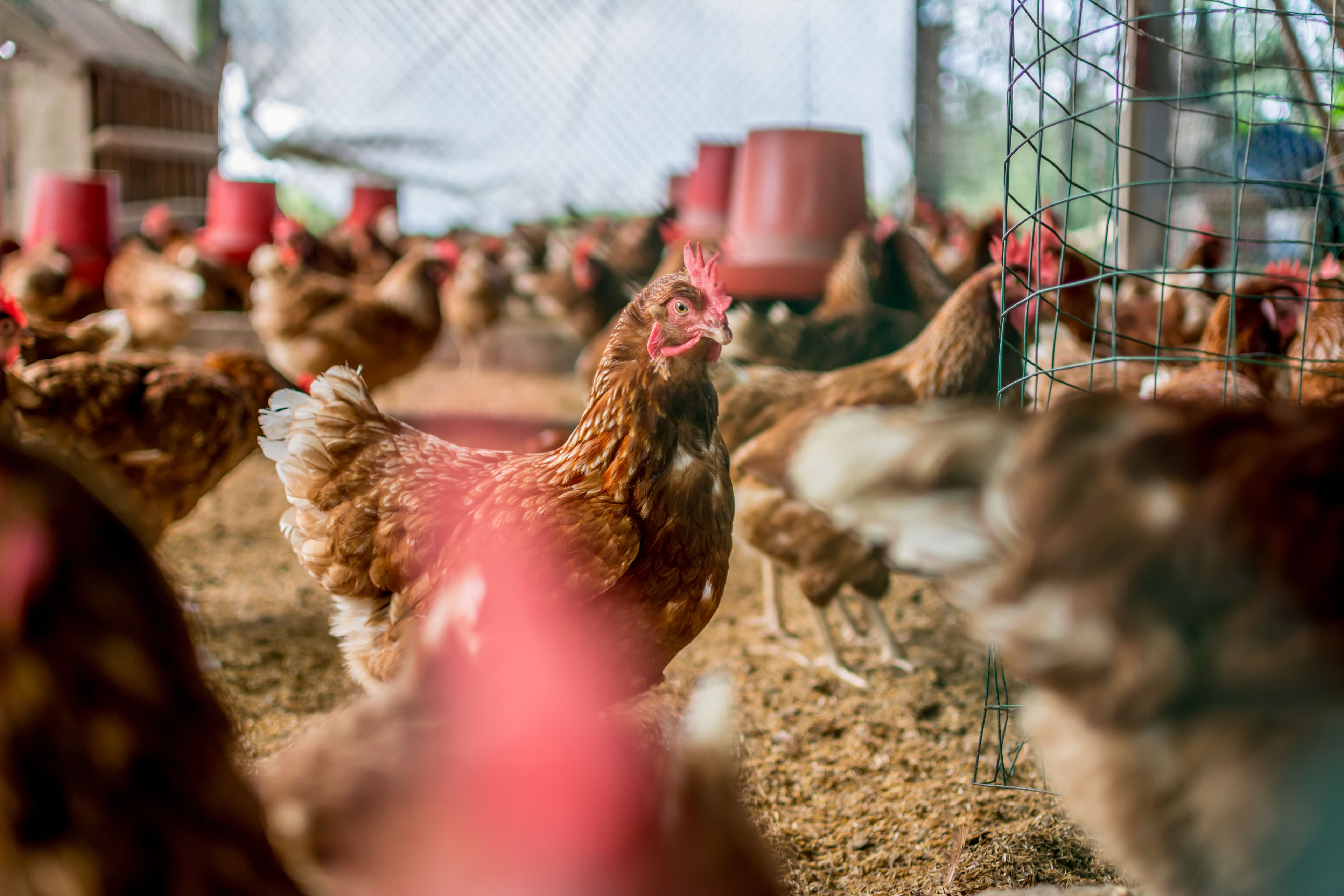 Pavo Real Farm